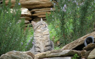 Katze als Freigänger oder im Haus halten? Eine Entscheidung mit Herz und Verstand