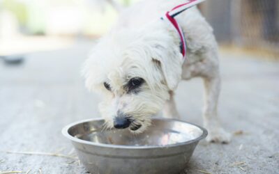 Barfen: Ein umfassender Leitfaden für die artgerechte Hunde-Ernährung